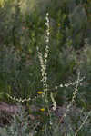 Florida beargrass